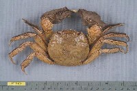 藏品(日本絨螯蟹)的圖片